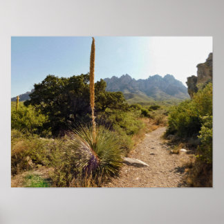 Poster desert trail with yucca and mountains