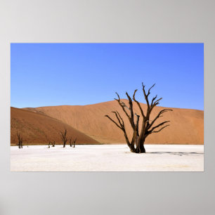 Pôster Desert Trees
