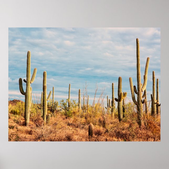 Poster Deserto com cactos de Saguaro (Frente)
