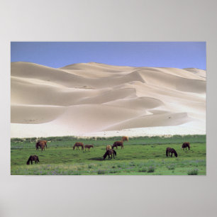 Pôster Deserto de Gobi Cavalos Selvagens