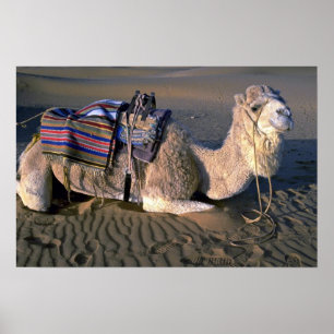 Pôster Deserto de Sahara perto de Merzouga, Marrocos