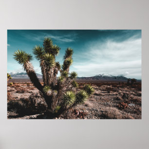 Poster Desertos   Cholla Cactus