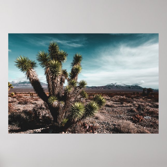 Poster Desertos | Cholla Cactus (Frente)