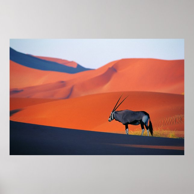 Poster Desertos | Namib Desert Oryx (Frente)