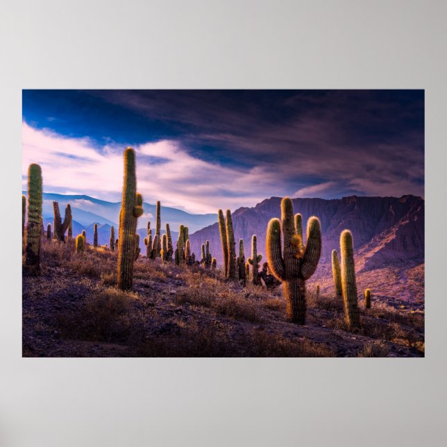 Poster Desertos | Paisagem Cactus Argentina (Frente)
