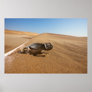 Poster Deserts   Namaqua Chameleon in Desert
