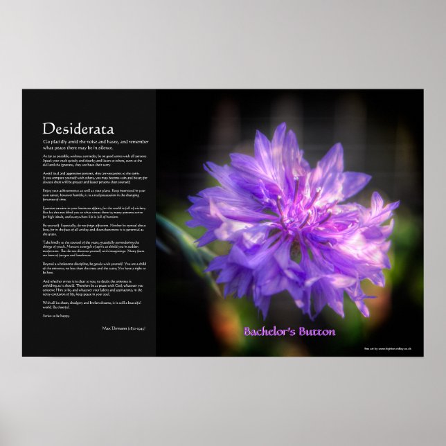 Poster Desiderata - Botão do Solteiro Cornflower (Frente)
