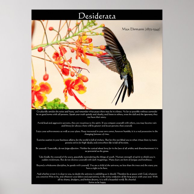 Pôster Desiderata Hummingbird borzando uma flor (Frente)