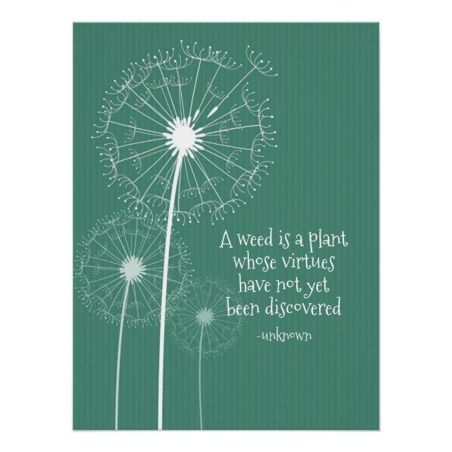 Pôster Design de Dandelion (Frente)