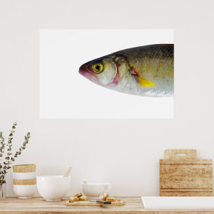 Poster Design de peixe