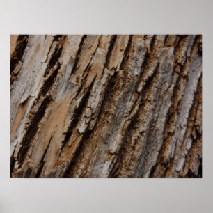 Pôster Design de Textura Abstrata Natural da Casca da Árv