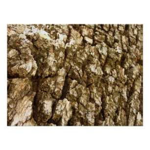 Pôster Design de Textura Natural II Casca de Árvore