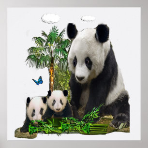 Poster design de urso Panda