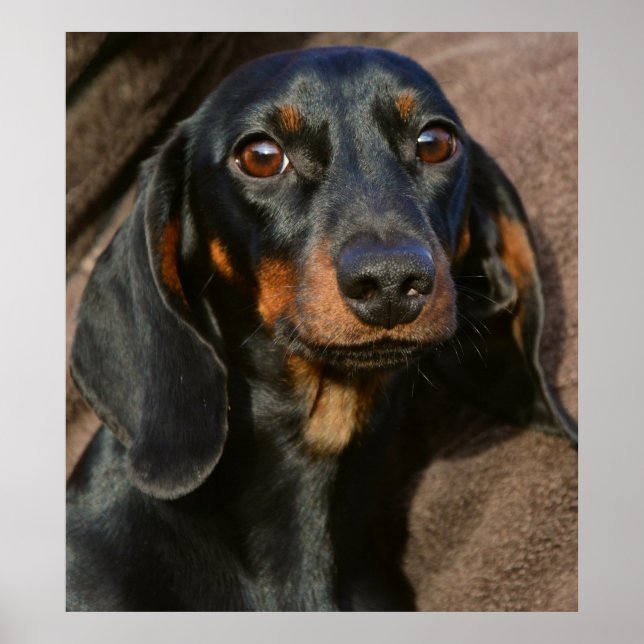 Poster Deslumbrante retrato de animais dachshund (Frente)