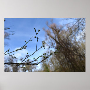 Poster Despertar da primavera