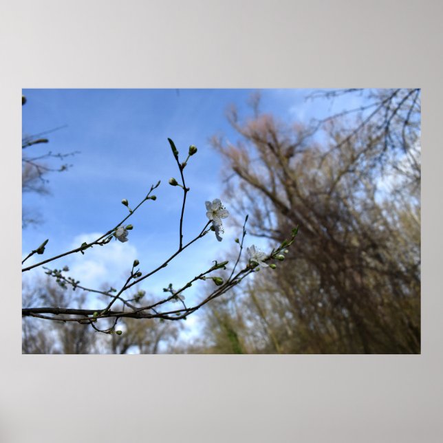 Poster Despertar da primavera (Frente)