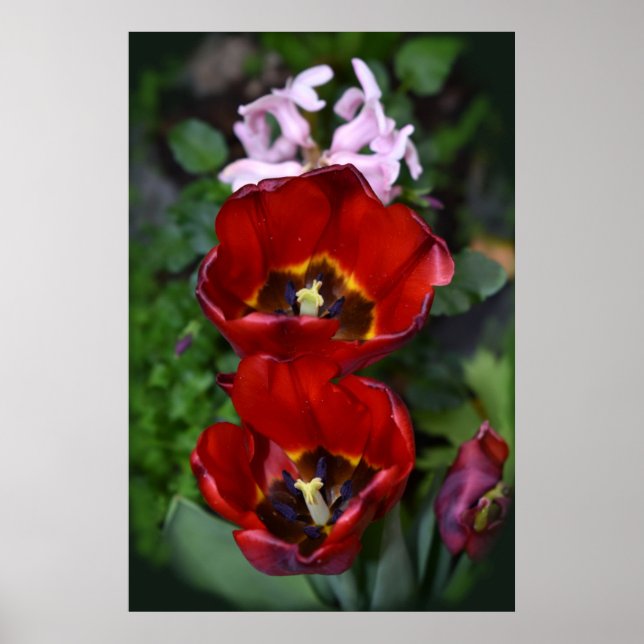 Poster Despertar da primavera, Tulipas (Frente)