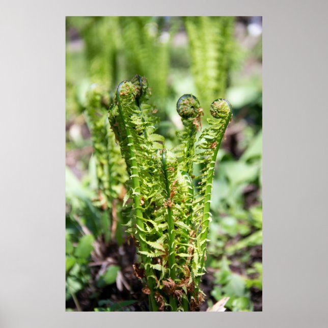 Poster Despertar jovem samambaia no jardim (Frente)