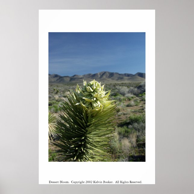 Poster Dessert Bloom (Frente)