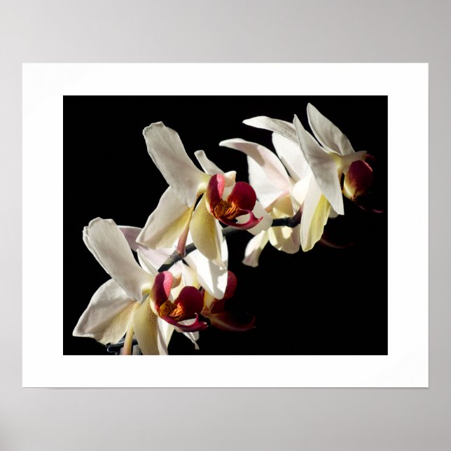 Pôster Destaques Florais de Orquídeas Phalaenopsis Branca (Frente)
