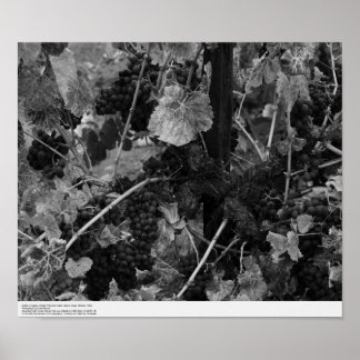 Pôster Detail of Grapes, Draper Vineyard, Napa, 1966