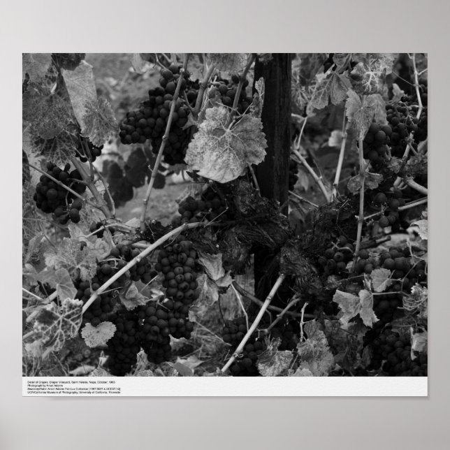 Pôster Detail of Grapes, Draper Vineyard, Napa, 1966 (Frente)