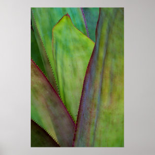 Poster Detalhe da Planta Agave
