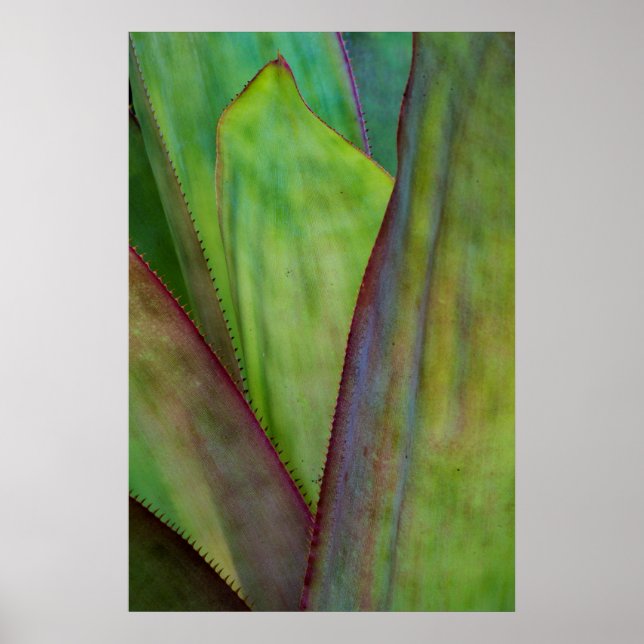 Poster Detalhe da Planta Agave (Frente)