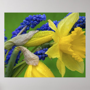 Pôster Detalhe das flores de daffodil e hyacinth. Crédit