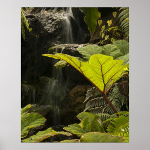 Poster Detalhe de planta em um jardim botânico, Equador