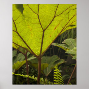 Pôster Detalhe de planta em um jardim botânico, Equador 2