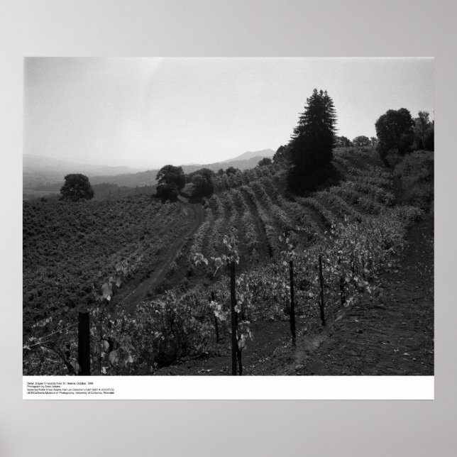 Pôster Detalhe, Draper Vineyards perto da Rua. (Frente)