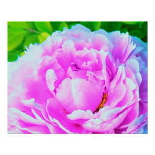 Pôster Detalhe impressionante da Flor de Peony Rosa Dupla