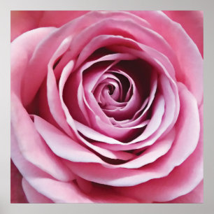 Poster Detalhe rosa rosa rosa, flor de jardim natural