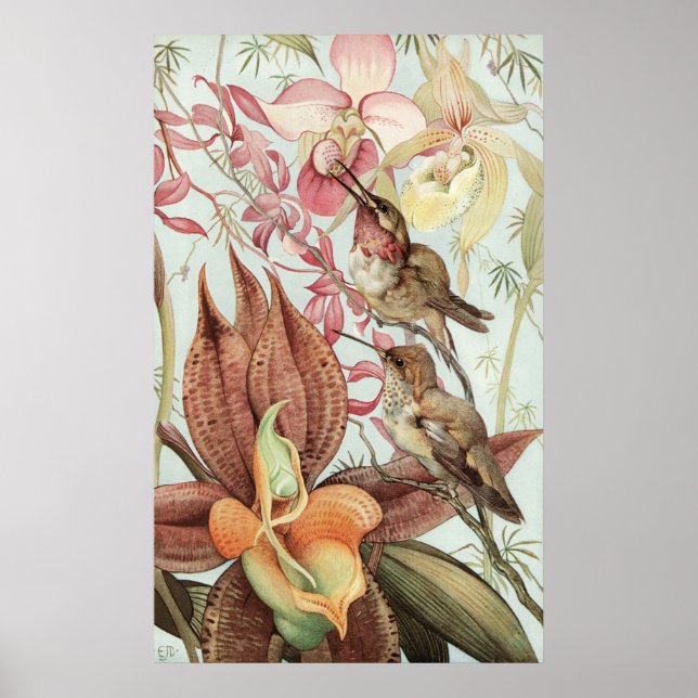 Pôster Detmold Catasetum e Cipripedios (Frente)