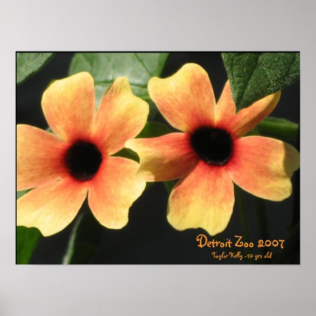 Pôster Detroit Zoo (Frente)