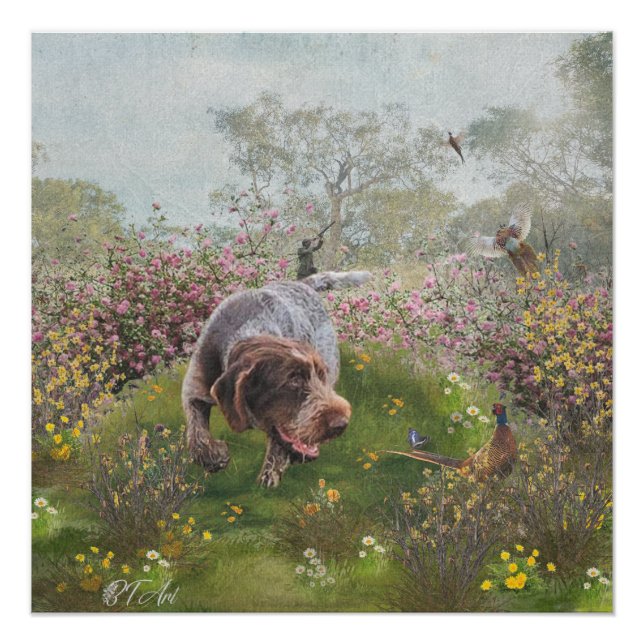 Pôster Deutsch Drahthaar (Frente)