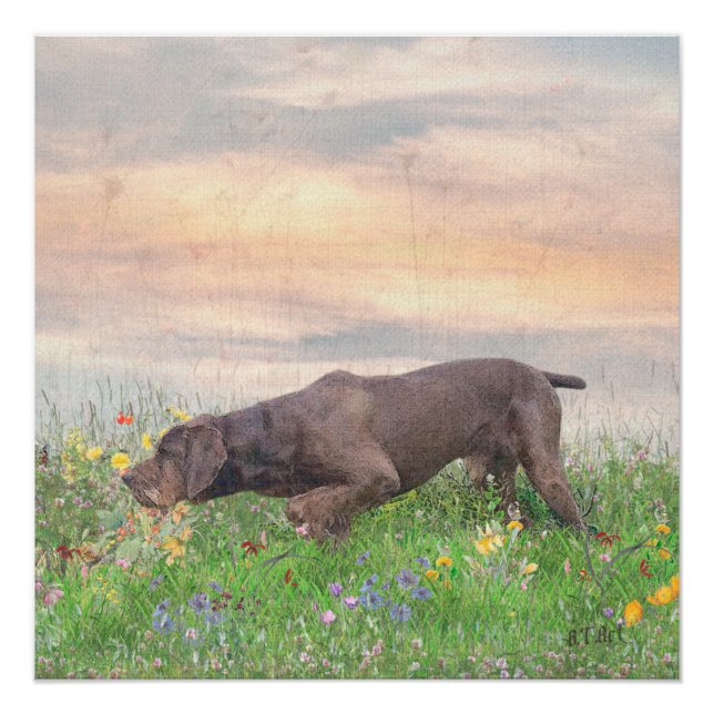 Pôster Deutsch Drahthaar (Frente)