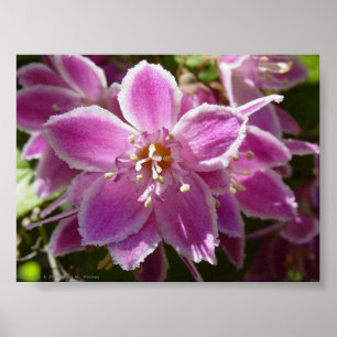 Pôster Deutzia