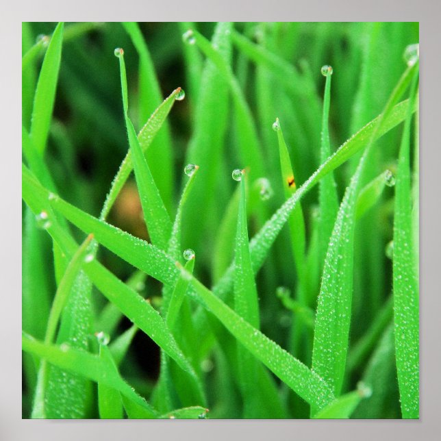 Pôster Dew Crowned Grass (Frente)