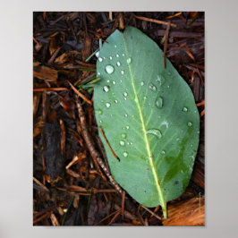 Poster Dew Dappled Leaf