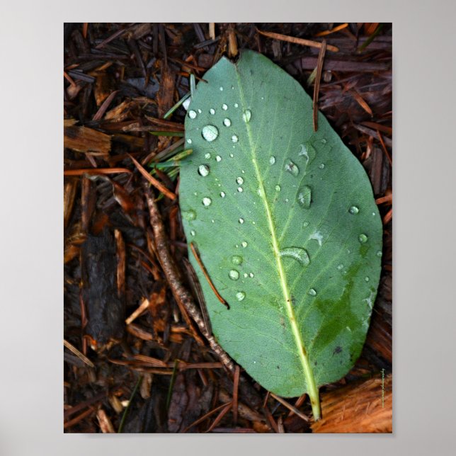 Poster Dew Dappled Leaf (Frente)