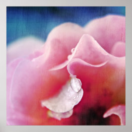 Poster Dew drops on Pink Rose Macro Abstract