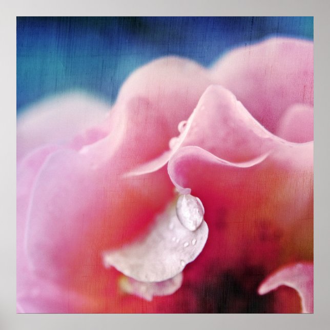 Poster Dew drops on Pink Rose Macro Abstract (Frente)