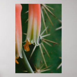 Poster Dew on Aloe Bloom
