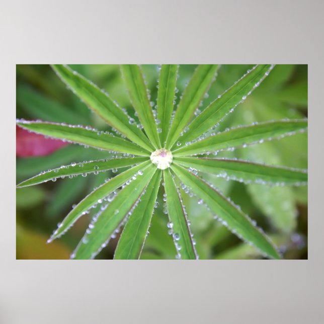 Poster Dewdrop (Frente)