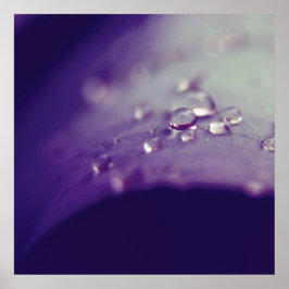 Poster Dewdrops on Purple Green Leaf Macro Abstract
