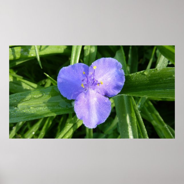 Pôster Dewy Trillium Primavera (Frente)