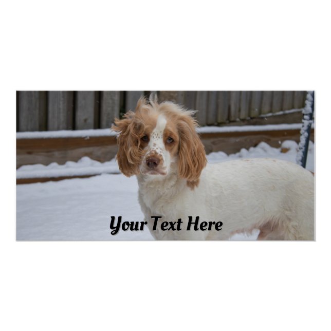 Pôster Dexter na neve - Poster brilhante (Frente)