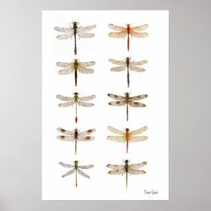 Poster Dez Espécies De Dragonfly